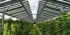 Small-scale solar good for environment, but agrivoltaics might be better